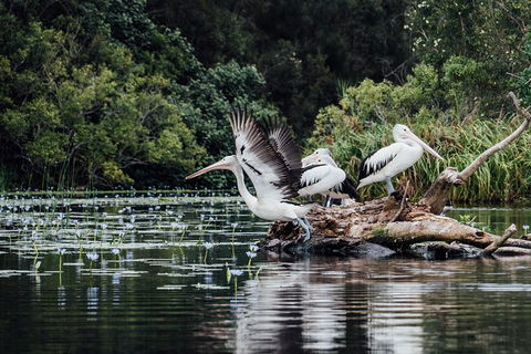 Everglades Eco Safari To Australia\'s Everglades - Accommodation Brisbane 0