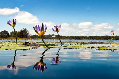 Everglades Eco Safari To Australia\'s Everglades - Accommodation Brisbane 11