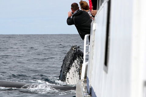 Whale Watching Tour In Gold Coast - Accommodation Brisbane 8