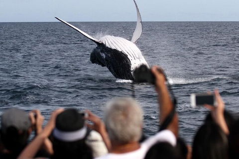 Whale Watching Tour In Gold Coast - Accommodation Brisbane 1