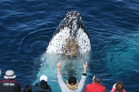 Whale Watching Tour In Gold Coast - Accommodation Brisbane 0