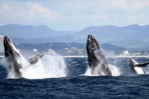 Whale Watching Tour In Gold Coast - Accommodation Brisbane 6
