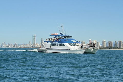 Whale Watching Tour In Gold Coast - Accommodation Brisbane 4