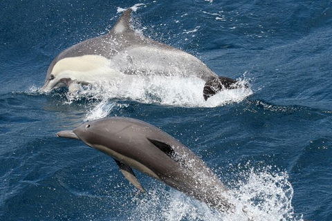Whale Watching Tour In Gold Coast - Accommodation Brisbane 2