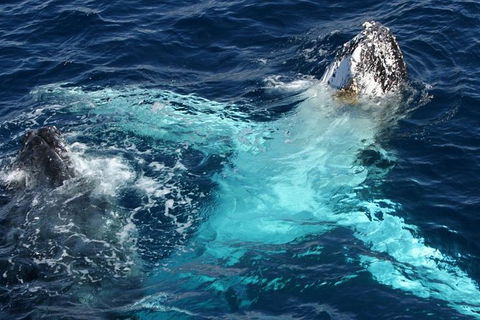 Whale Watching Tour In Gold Coast - Accommodation Brisbane 5