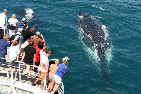 Whale Watching Tour In Gold Coast - Accommodation Brisbane 7