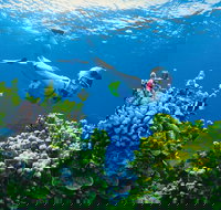 Full Day Snorkel In The Great Barrier Reef - Accommodation Brisbane