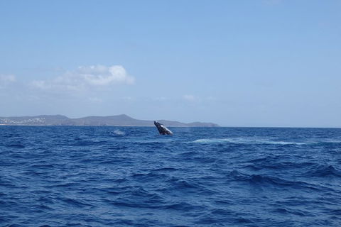 Noosa Whale Watching - Accommodation Brisbane 3