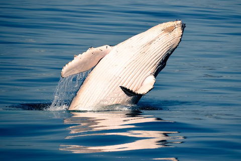 Noosa Whale Watching - Accommodation Brisbane 1