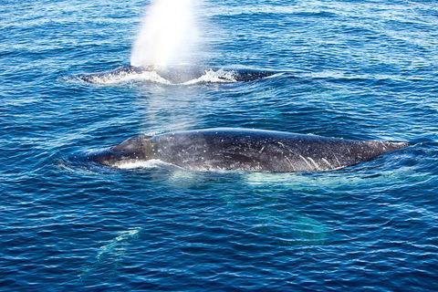Noosa Whale Watching - Accommodation Brisbane 5
