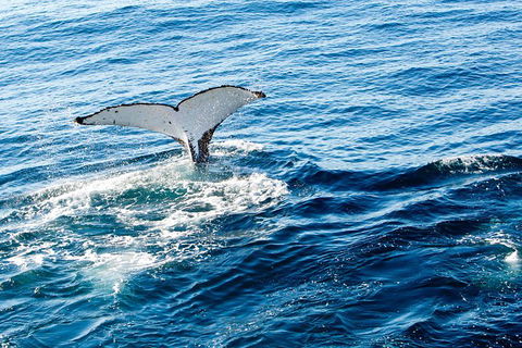 Noosa Whale Watching - Accommodation Brisbane 4
