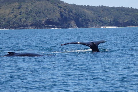 Noosa Whale Watching - Accommodation Brisbane 6