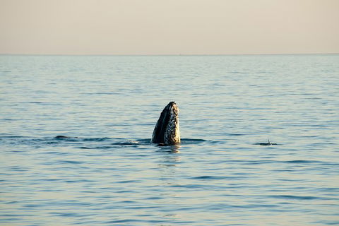 Noosa Whale Watching - Accommodation Brisbane 2