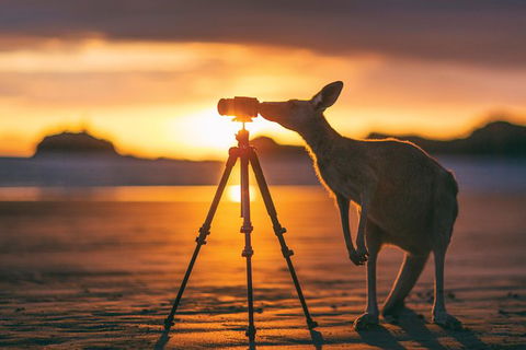 Wildlife Tour - Kangaroos On The Beach At Sunrise - Accommodation Brisbane 2