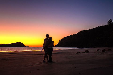 Wildlife Tour - Kangaroos On The Beach At Sunrise - Accommodation Brisbane 5