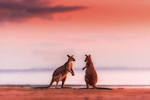 Wildlife Tour - Kangaroos On The Beach At Sunrise - Accommodation Brisbane 0