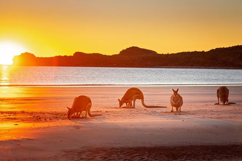 Wildlife Tour - Kangaroos On The Beach At Sunrise - Accommodation Brisbane 13