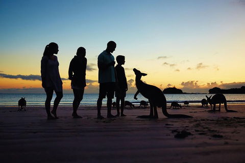 Wildlife Tour - Kangaroos On The Beach At Sunrise - Accommodation Brisbane 6