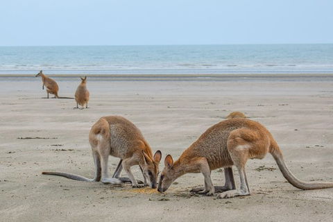 Wildlife Tour - Kangaroos On The Beach At Sunrise - Accommodation Brisbane 3