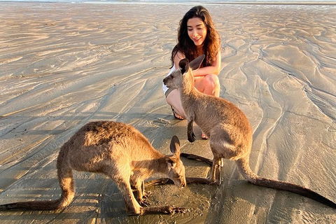 Wildlife Tour - Kangaroos On The Beach At Sunrise - Accommodation Brisbane 7