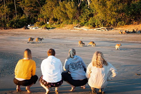 Wildlife Tour - Kangaroos On The Beach At Sunrise - Accommodation Brisbane 12