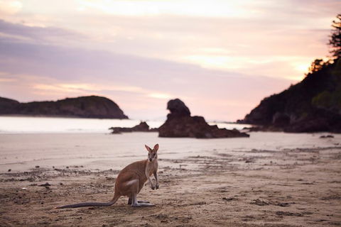 Wildlife Tour - Kangaroos On The Beach At Sunrise - Accommodation Brisbane 8