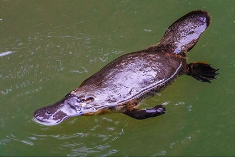 Reef, Wildlife & Rainforest - Reef & Beyond Guided Holidays - Accommodation Brisbane 7