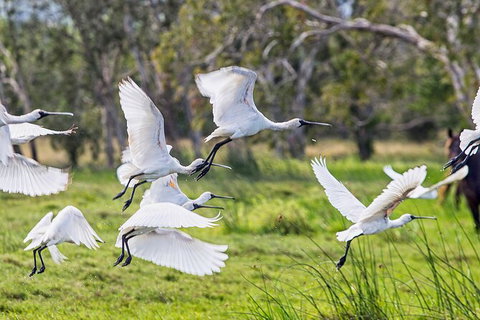 Reef, Wildlife & Rainforest - Reef & Beyond Guided Holidays - Accommodation Brisbane 1