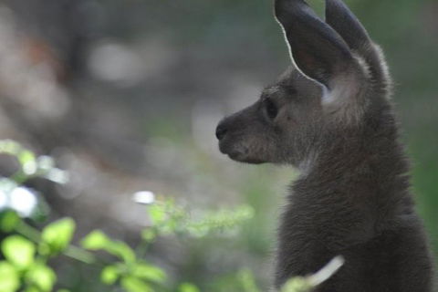 3-Day Family Outback Explorer Tour Of Cunnamulla - Accommodation Brisbane 1