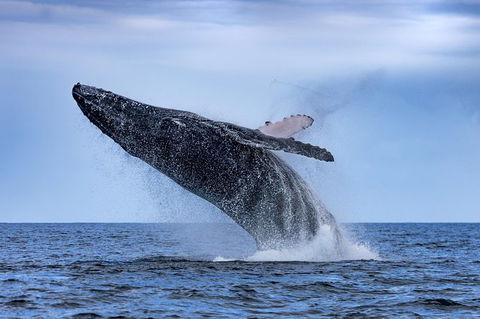 Whale Watching - Accommodation Brisbane 0