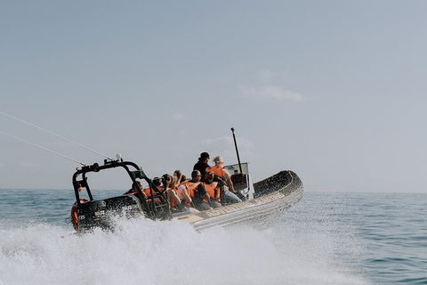Whale Watching - Accommodation Brisbane 2