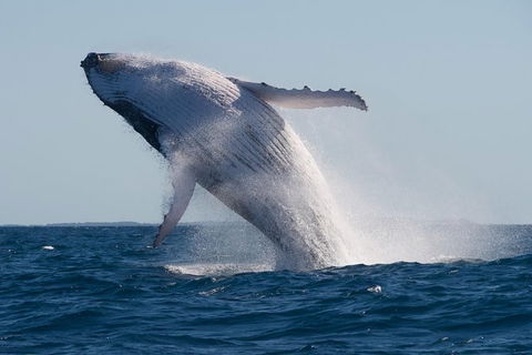 Whale Watching - Accommodation Brisbane 1