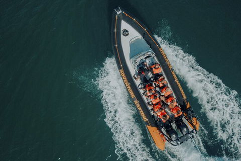 Whale Watching - Accommodation Brisbane 3