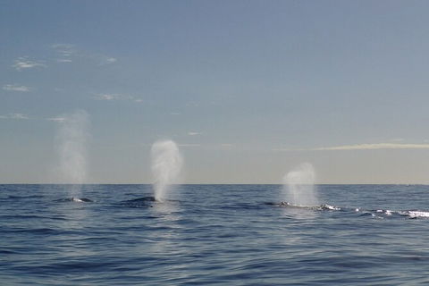 Whale Watching - Accommodation Brisbane 5