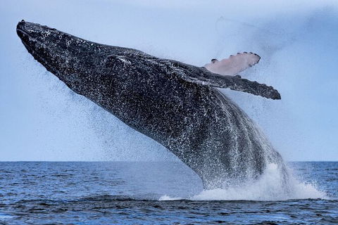 Whale Watching - Accommodation Brisbane 6