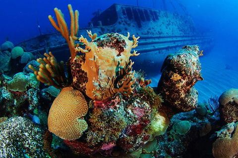 PADI Diving Courses On The Gold Coast - Accommodation Brisbane 3