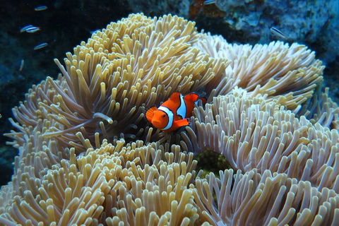 PADI Diving Courses On The Gold Coast - Accommodation Brisbane 4