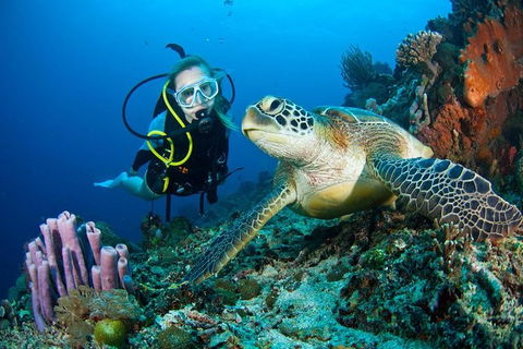 PADI Diving Courses On The Gold Coast - Accommodation Brisbane 1