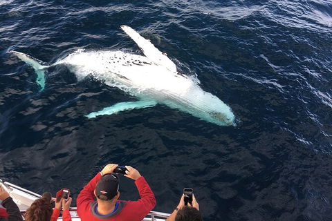 PRIVATE Whale Watching Tour - Up To 11 People In Your Group - Accommodation Brisbane 1