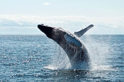 PRIVATE Whale Watching Tour - Up To 11 People In Your Group - Accommodation Brisbane 0