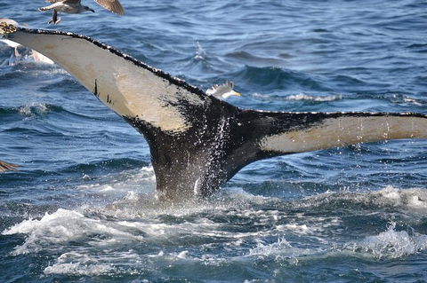 PRIVATE Whale Watching Tour - Up To 11 People In Your Group - Accommodation Brisbane 2