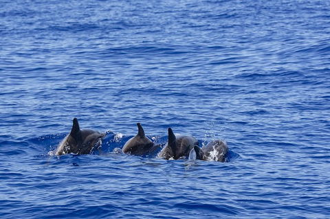 PRIVATE Whale Watching Tour - Up To 11 People In Your Group - Accommodation Brisbane 3