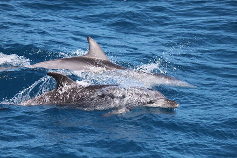 Sandy Straits Scenic & Wildlife Cruise - Accommodation Brisbane 1