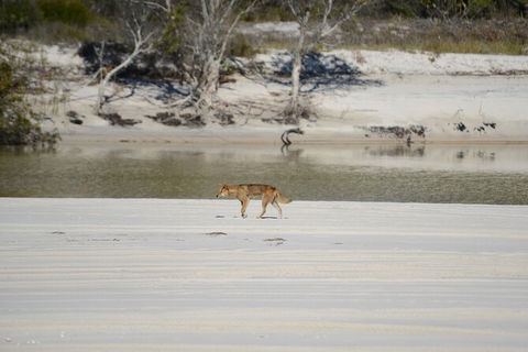 Sandy Straits Scenic & Wildlife Cruise - Accommodation Brisbane 10
