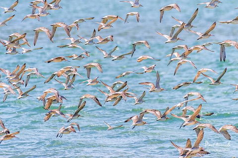 Sandy Straits Scenic & Wildlife Cruise - Accommodation Brisbane 4