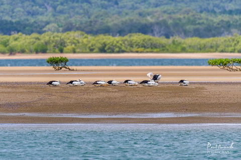 Sandy Straits Scenic & Wildlife Cruise - Accommodation Brisbane 3