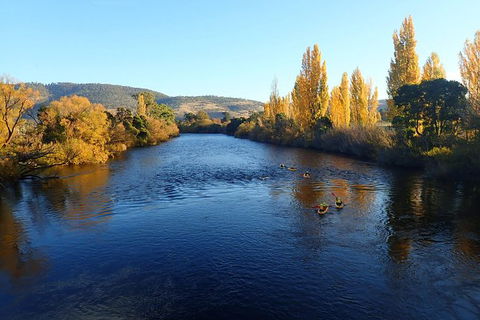 Paddle With The Platypus Twilight Kayak Adventure - Accommodation Brisbane 3