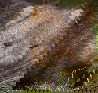 Cradle Mountain Wildlife Spotting after Dark - Accommodation Brisbane