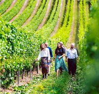 Tasmanian Wine Tour - Accommodation Brisbane