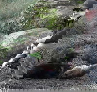 After Dark Tasmanian Devil Feeding Tour at Cradle Mountain - Accommodation Brisbane